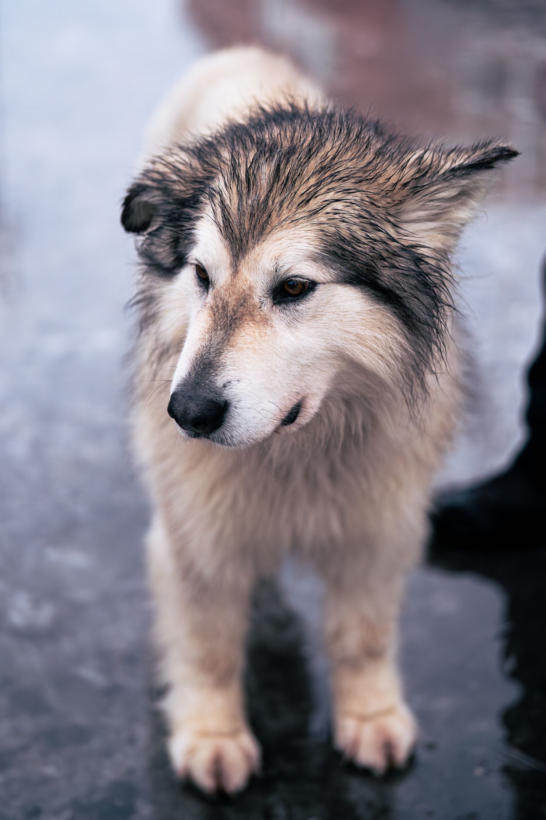 Våd husky står på iset underlag