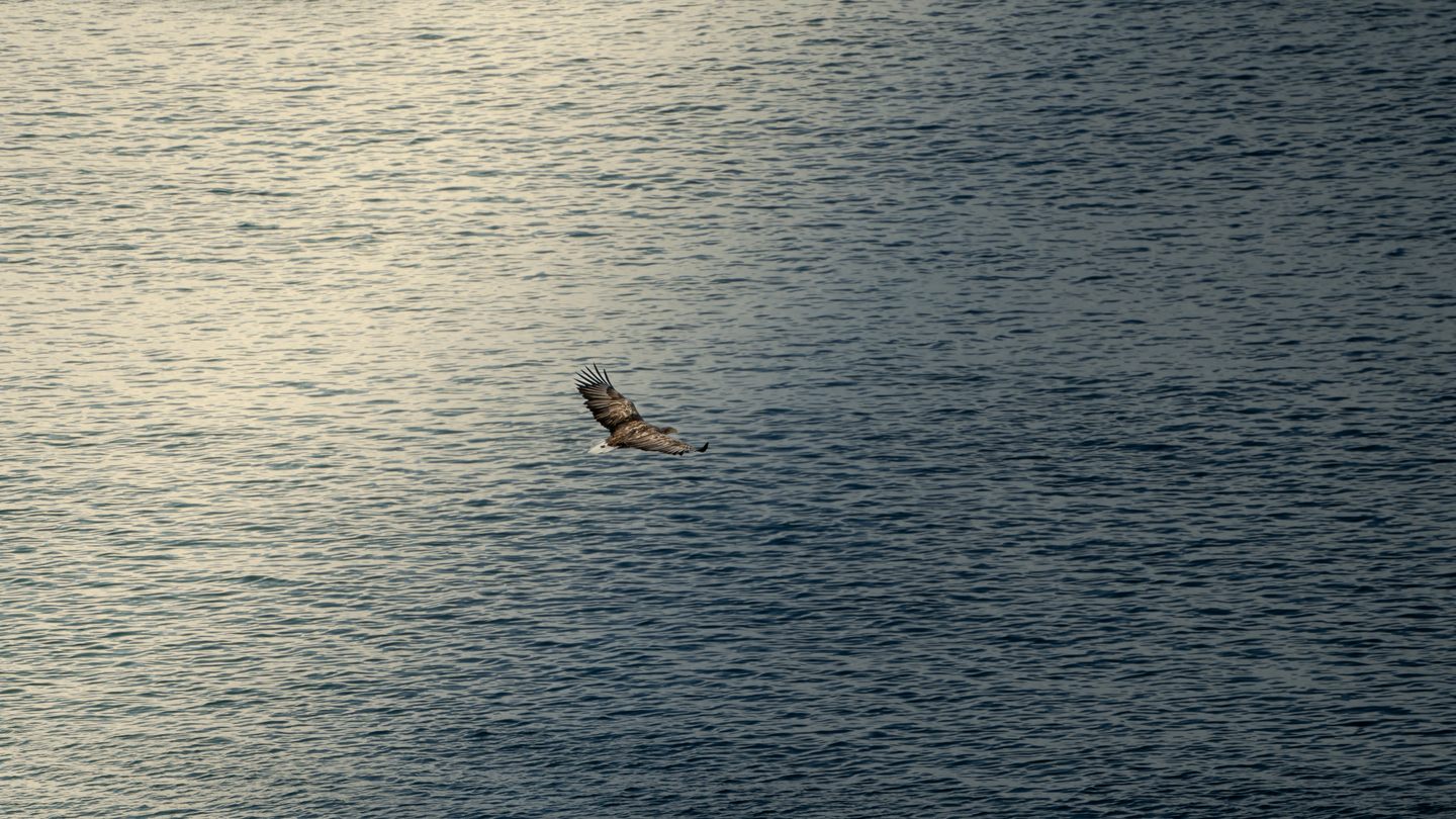 Havørn flyver over stille vand