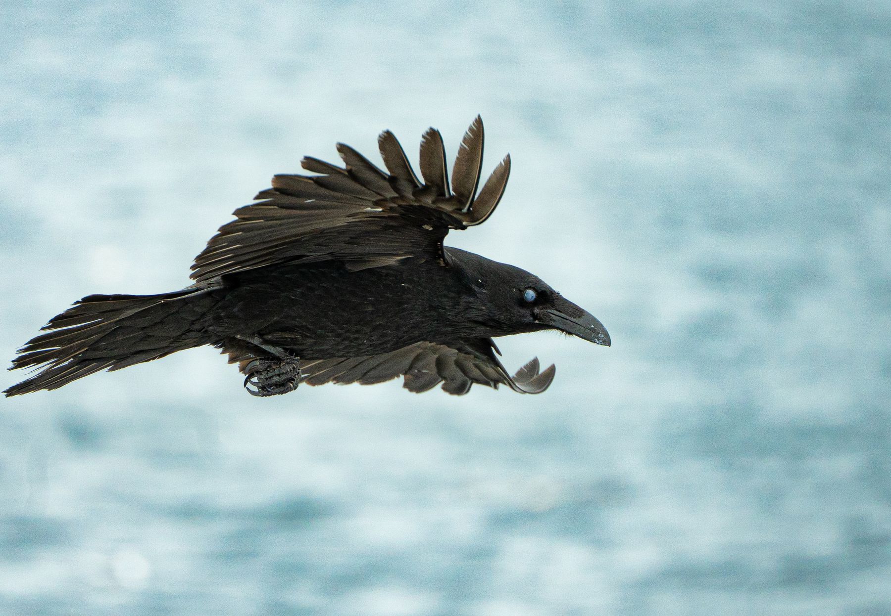 Ravn flyver over blåt vand