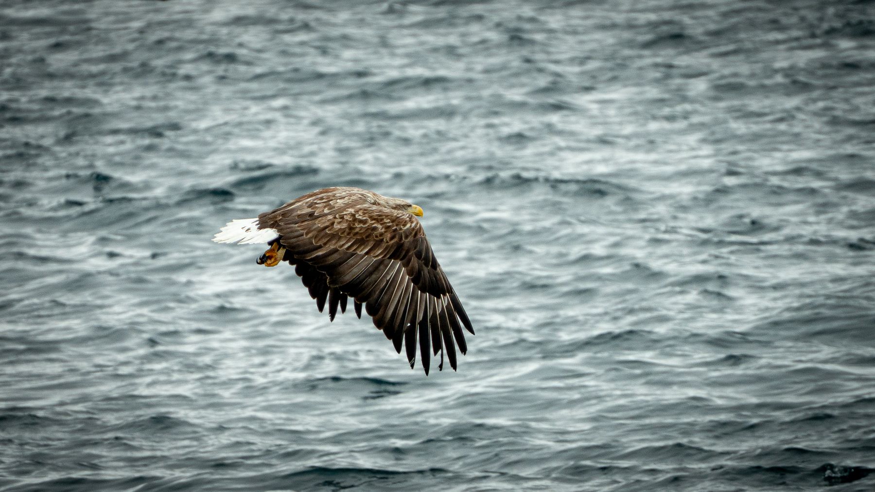 Havørn flyver lavt over havet